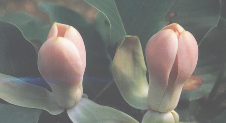 天女木兰提取物对皮肤的作用