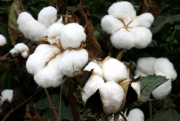 奥绒是什么面料