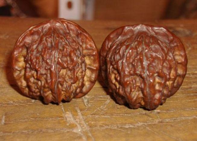 铁核桃和麻核桃区别