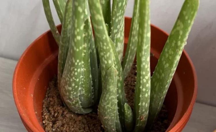 为什么芦荟要泡10分钟才能用