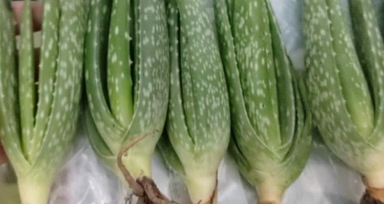 为什么芦荟要泡10分钟才能用