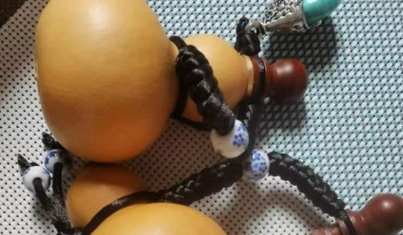 文玩葫芦几月采摘